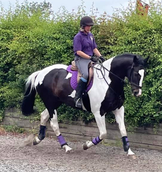 4 Year Old Coloured Gelding